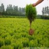 超低價 綠化苗木 灑金柏 庭院綠化柏樹花木基地
