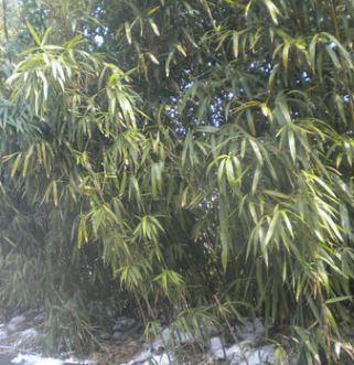 安吉縣竹盛苗圃供應(yīng)紫竹別名黑竹