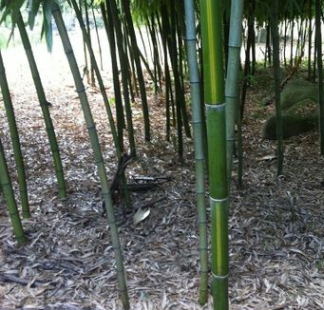 安吉基地 毛竹3CM 其他竹苗近百種