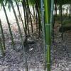 安吉基地 毛竹3CM 其他竹苗近百種
