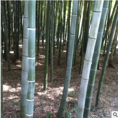 供應(yīng)2-3CM剛竹 等綠化竹苗