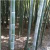 供應(yīng)2-3CM剛竹 等綠化竹苗