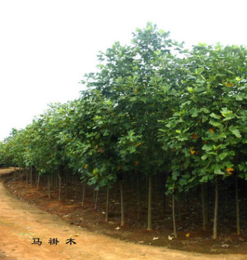 大量出售 優質馬褂木 基地直銷鵝掌楸 規格齊全 馬褂木量大優惠