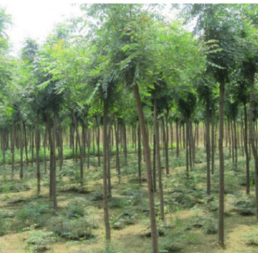 基地批發合歡樹苗 綠化苗木工程 合歡樹絨花樹苗 規格齊全