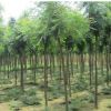 基地批發合歡樹苗 綠化苗木工程 合歡樹絨花樹苗 規格齊全
