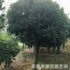 批發精品嫁接青島即墨嶗山桂花 種類齊全 成活率高
