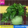 室內(nèi)吸甲醛青葉綠蘿吊蘭植物花卉客廳小型盆栽綠蘿 凈化空氣