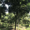 江西黃山欒樹2批發/供應