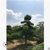 10-35年常綠造型羅漢松 基地直供地栽羅漢松庭院迎客松