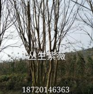 大小規格叢生紫薇基地