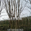 大小規(guī)格叢生紫薇基地
