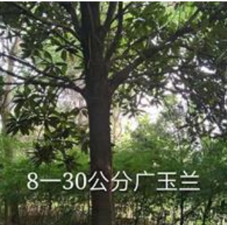 江西8-30公分廣玉蘭介紹/特征/用途