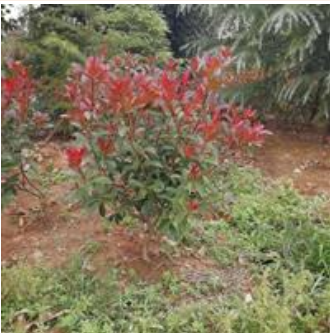 紅葉石楠價格，紅葉石楠基地，紅葉石楠小苗