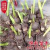 荷蘭風(fēng)信子種球
