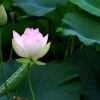 荷花種子