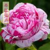 寶藏進口歐洲月季花苗