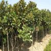 批發廣玉蘭大小 優質樹 規格齊全圃直供園林綠化木量大優