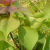 烏桕 土球好 冠幅好 花灌木 地被 球類 色塊類 草花類 喬木蕭山苗