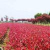 紅葉石楠 紅羅賓 綠籬 灌木 球類 花壇 綠化工程 基地直銷 量大