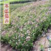 綠葉繡線菊