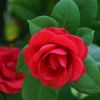 茶花樹苗