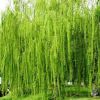 【大毅苗木】供應各種工程苗木 花卉 基地直銷 優質 金絲垂柳