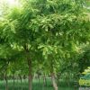 國槐樹苗 速生綠化工程國槐苗 規格全 國槐樹園林造景樹