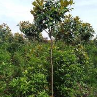 緊急處理占地4--5公分廣玉蘭，價格優(yōu)惠