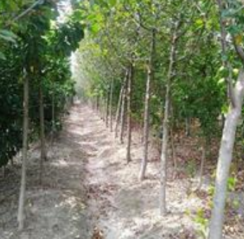 供應3--6公分北美海棠