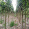 供應1--10公分大葉女貞