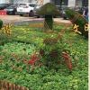 四川仿真植物造型 成都仿真植物綠雕 四川仿真雕塑廠