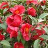 供正宗、優(yōu)質(zhì)紅花油茶苗