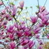 保定紫玉蘭，玉蘭，白玉蘭，廣玉蘭供應(yīng)