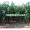 江蘇南京*新大葉女貞價格，實際市場成交價