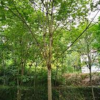 陜西漢中大量供應(yīng)七葉樹(shù)