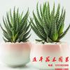 條紋十二卷 黃麗 吉娃娃 玉扇