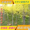 金葉榆直銷 樹形優(yōu)美姿態(tài)喜人2-10公分高干中華金葉榆樹 規(guī)格齊全
