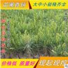 基地優(yōu)質(zhì)白皮松 白皮松價格白皮松基地白皮松樹苗