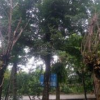 供應(yīng)樸樹