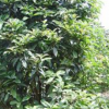 長期供應桂花球（叢生桂花）桂花報價