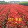 紅葉石楠杯苗基地直銷