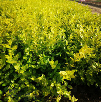 基地批發(fā)金葉女貞 綠化工程花木承接工程 量大優(yōu)惠 黃葉女貞