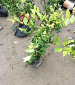 金森女貞 蕭山 基地 直銷 ；；色塊綠 化工 程木批發(fā)