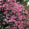 櫻花