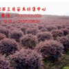 紅花繼木球
