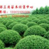 海桐球、石楠球