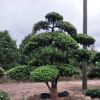 供應(yīng)【 造型羅漢松 】小葉羅漢松造型,多年精品造型,別墅風(fēng)景樹(shù)