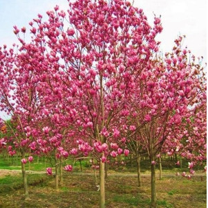 紫玉蘭樹(shù)苗 白玉蘭苗 黃玉蘭 玉蘭花苗 紅玉蘭小苗 庭院綠化苗木