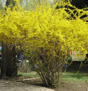 攀緣花卉連翹花苗連翹苗金鐘罩花黃老虎樹(shù)苗庭院植物花