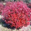 【大毅苗木】本苗圃大量供應(yīng)紅葉石楠工程苗